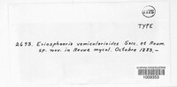 Chaetosphaeria vermicularioides image